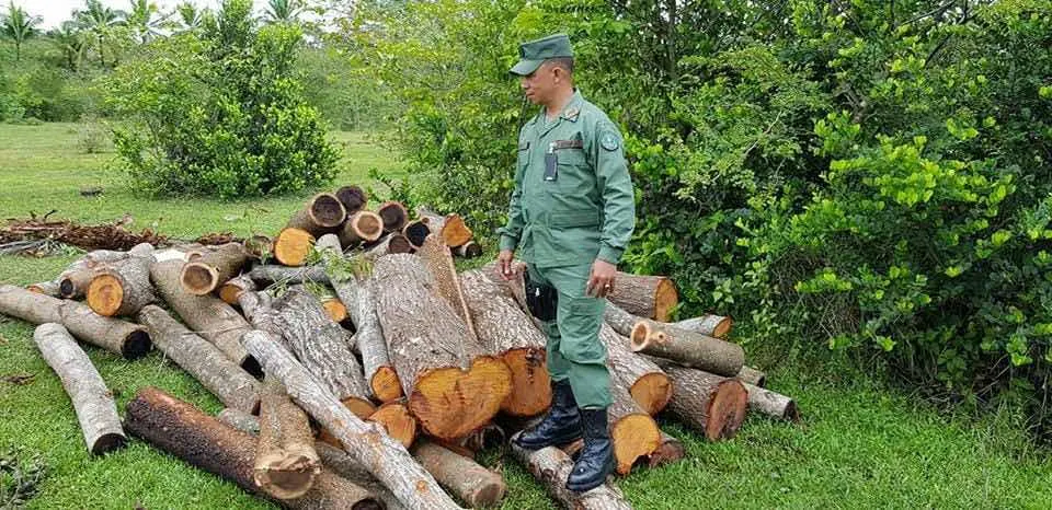 Medio Ambiente incauta madera, carbón y desmantela horno