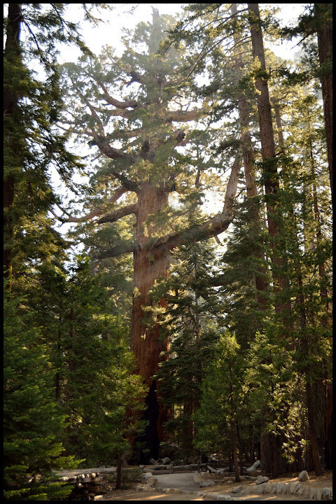 YOSEMITE-SECUOYAS-SAN FRANCISCO - INTENSA RUTA POR LA COSTA OESTE USA 2015 (6)