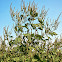 Giant Ragweed