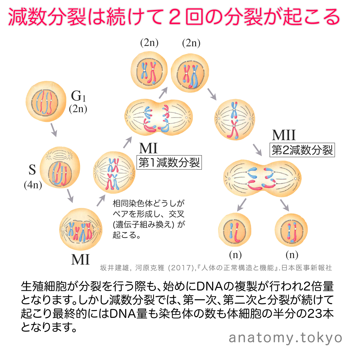 t112-11-減数分裂は続けて2回の分裂が起こる.png