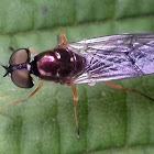 Possibly Sargus bipunctatus