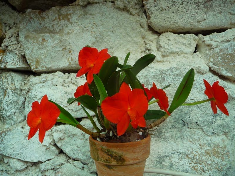 Cattleya (Sophronitis) coccinea - Page 2 P1140821