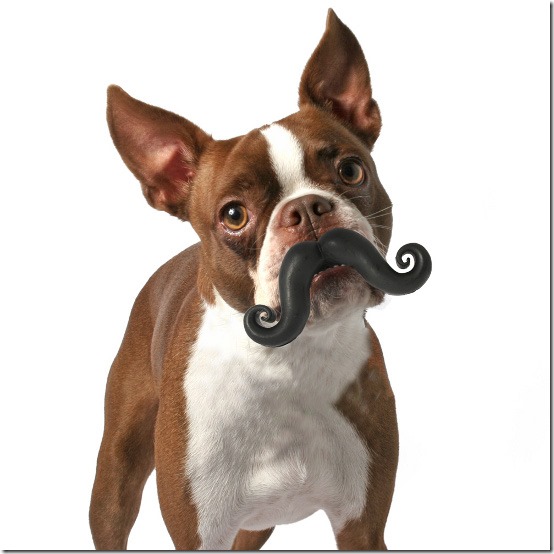 pet-stache5