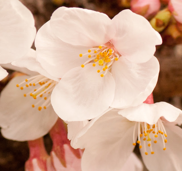 桜の花粉 むしめがねのちょっといいやつ 顕微鏡生活