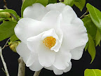 白色　八重　蓮華咲き　大輪