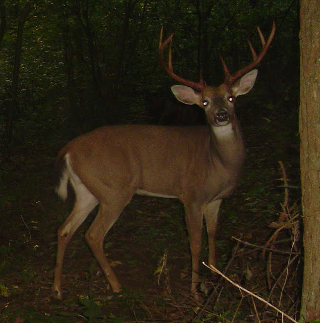 lil Blood on the horns(P52/BF) DSC08222