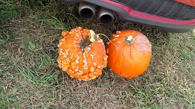 Photos of Summers Farm Adventure