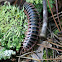 Appalachian Mimic Millipede