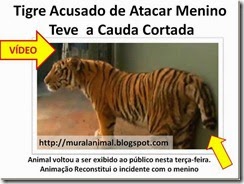 tigre cauda_thumb[1]