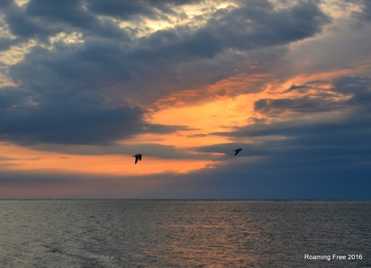 Pelicans at sunset