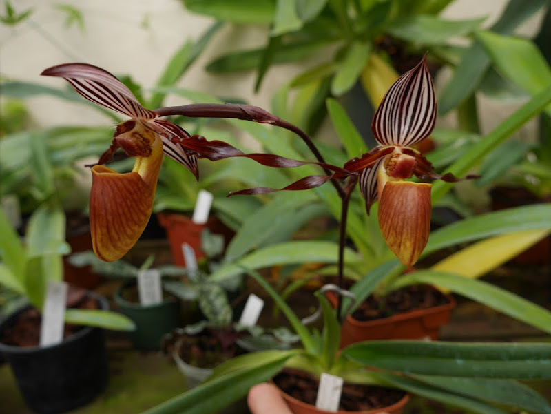 Paphiopedilum wilhelminiae P1040011