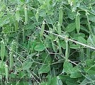 Peas Pods on Vines