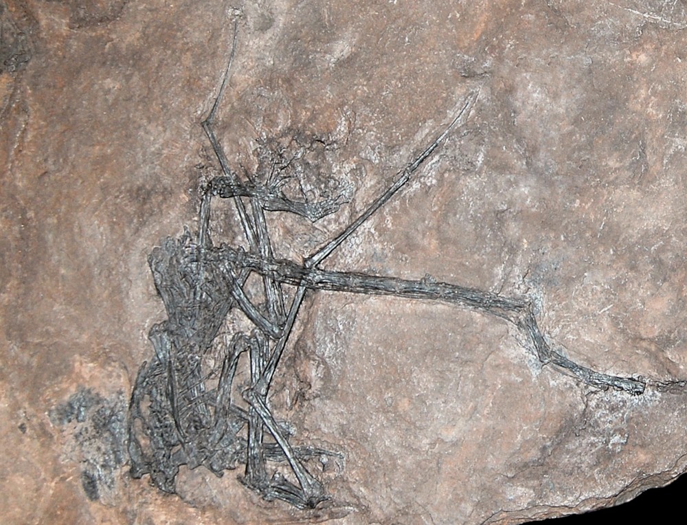 파일:external/upload.wikimedia.org/Peteinosaurus_fossil.jpg