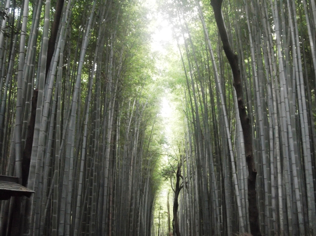 10 de julio. KYOTO.  Ginkakuji & Arashiyama - 4 semanas por Corea y Japón en SOLITARIO (18)