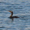 Brandt's cormorant