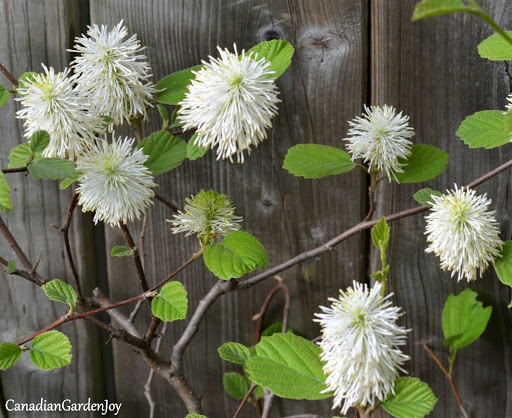 Shaggy Fothergilla