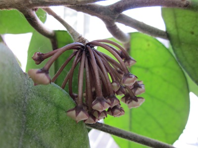 Hoya Rubra Plant