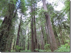 Newton B. Drury Scenic Parkway, near Klamath, Ca