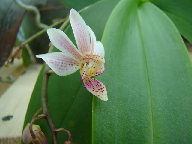 Phalaenopsis Donna's Delight DSC09419