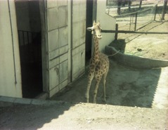 1982.06.28-028.04 girafe