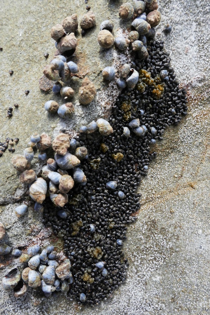 Little Blue Periwinkles (with Dark Periwinkles)