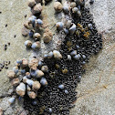 Little Blue Periwinkles (with Dark Periwinkles)