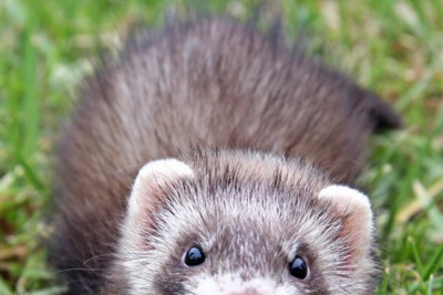 ferret5