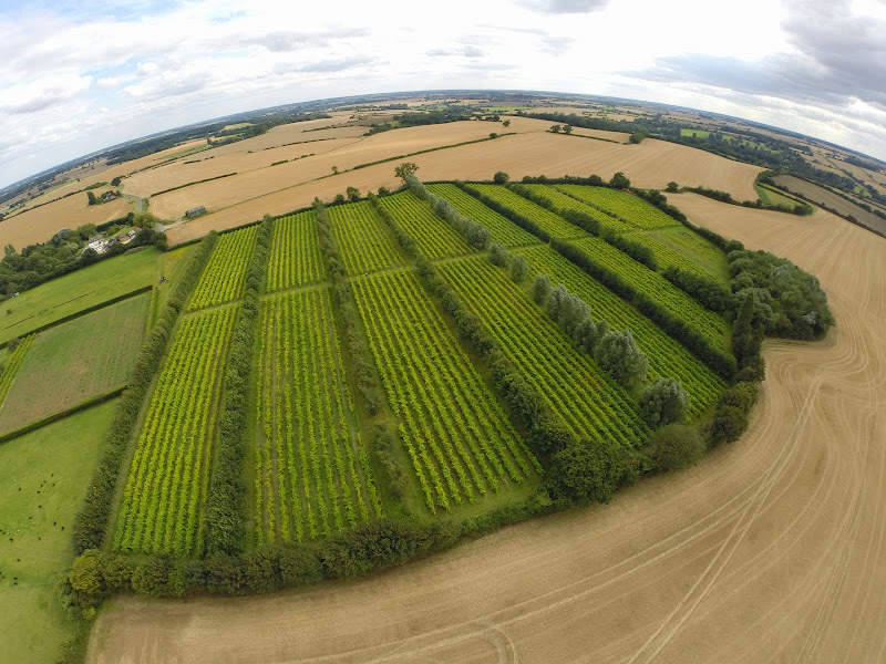 Main image of Giffords Hall Vineyard