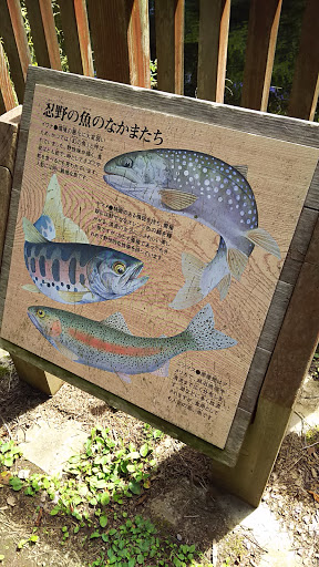 忍野の魚の仲間たち