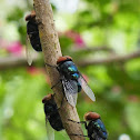 Bluebottle Blowfly