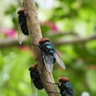 Bluebottle Blowfly