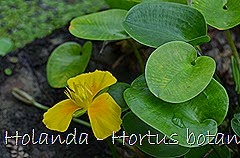 Glória Ishizaka - Hortus Botanicus Leiden - 75