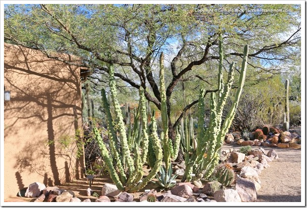 131203_TucsonBotanicalGarden_098