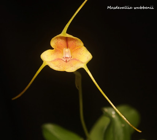 Masdevallia wubbenii IMG_0553b%2520%2528Medium%2529