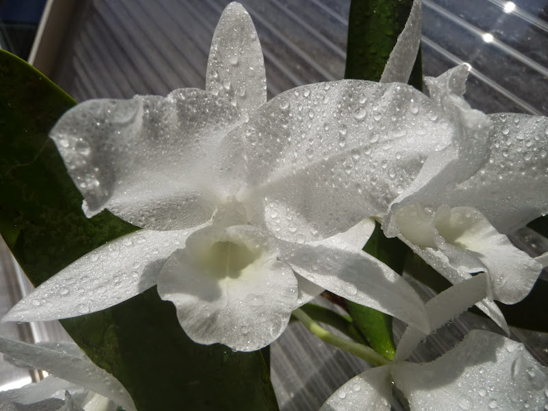 Guarianthe (Cattleya) skinneri f. alba P1190149