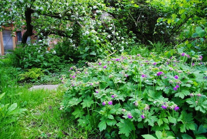 [Bild: geranium%252520macrorrhizum3_20150517.JPG]