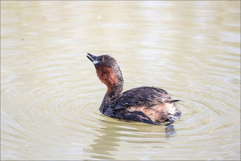 Little Grebe