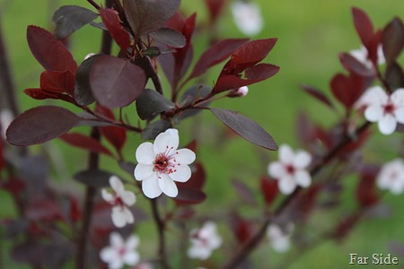 Purple Leaf Sandcherry in bloom