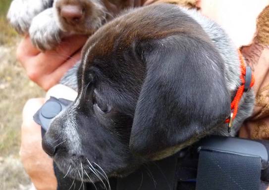 HEIDI - chiot 2 mois - x braque/pointer - Refuge de Digne (04) HEIDI%252018%2520SEPT%25201