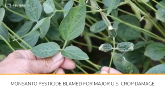 Crops damaged by the Monsanto herbicide dicamba. Monsanto prevented key independent testing of its product and went unchallenged by the Environmental Protection Agency and nearly every state regulator. Photo: Reuters TV
