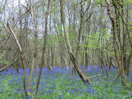 CIMG0750 Bluebells in Forge Wood