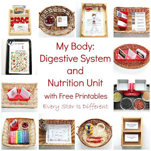 My Body: Digestive System and Nutrition Activities for Kid with Free Printables