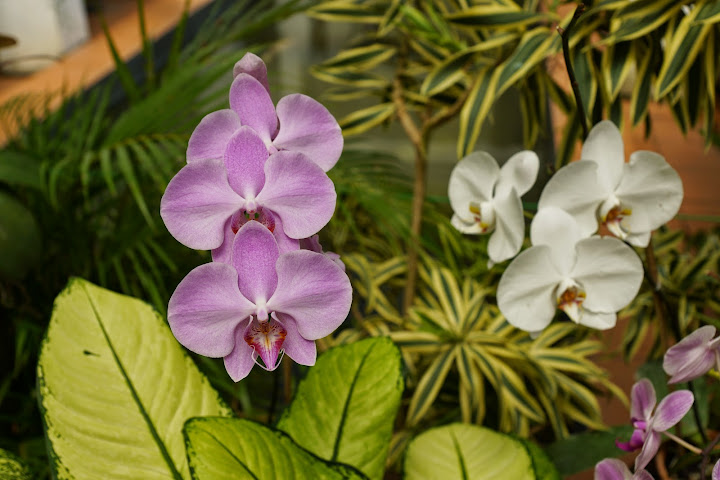 Шри-Ланка: на машине 1 100 км,  фото без комментариев, март-апрель 2013г.