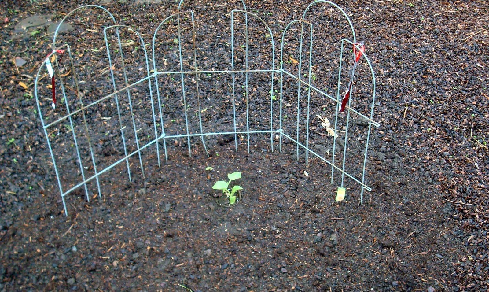 3 varieties of Eggplant.