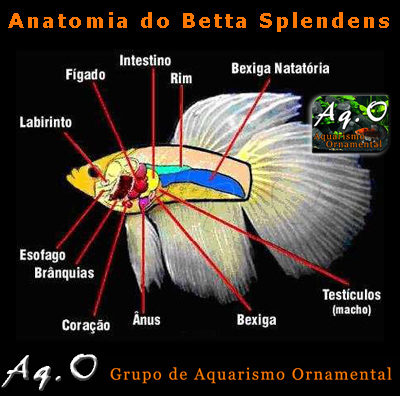 [Imagen: anatomia_betta.jpg]