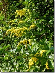 Golden Rod along River Trail