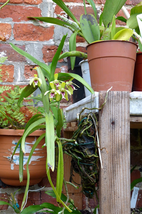 Vanda cristata P1110627