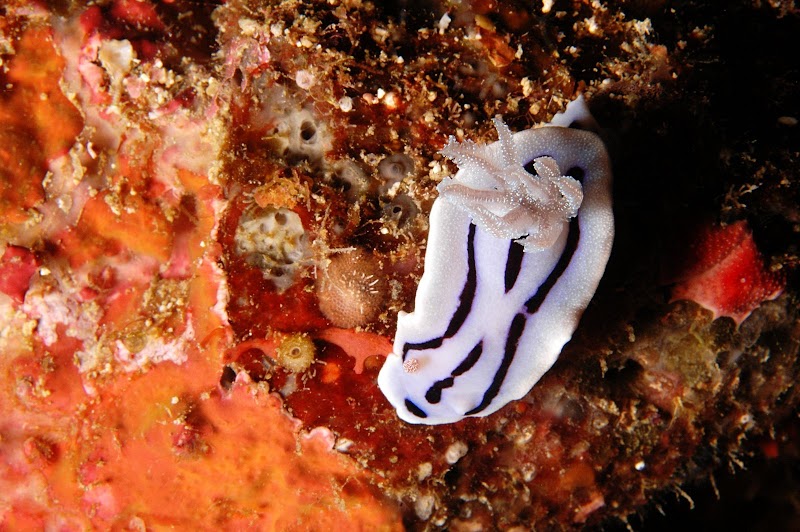 Chromodoris willani. Zanpa, Okinawa. 27m.