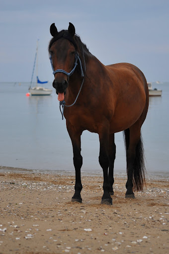 Monter à cheval en positif: est-ce vraiment possible? - Page 5 Toto%2520023