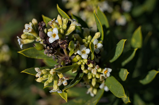 Daphne gnidium